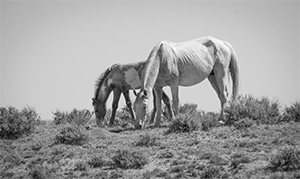 "Wild Horse b&w #0708"