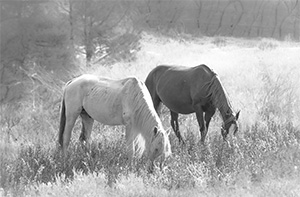 "Wild Horse b&w 4353"