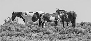 "Wild Horse b&w 0656"