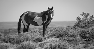 "Wild Horse b&w 0634"