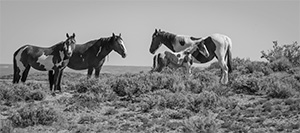 "Wild Horse b&w 0603"