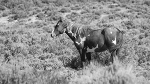 "Wild Horse b&w 0561"