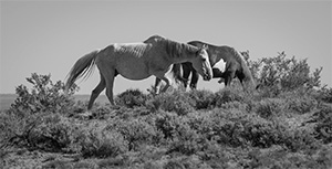 "Wild Horse b&w 0533"