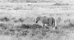 "Wild Horse b&w 2702"