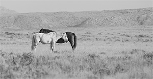 "Wild Horse b&w 2771"