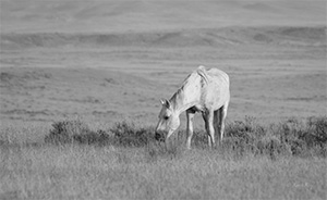 "Wild Horse b&w 2888"