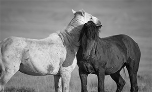 "Wild Horse b&w 3057"