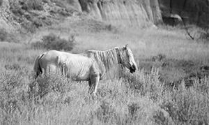 "Wild Horse b&w #4037"