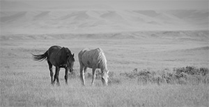 "Wild Horse b&w 2943"