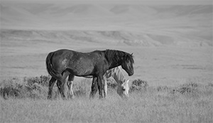 "Wild Horse b&w 2986"