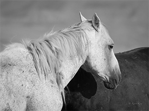 "Wild Horse b&w 3063"