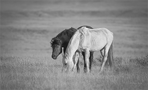 "Wild Horse b&w 2922"