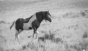 "Wild Horse b&w 3110"