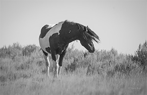 "Wild Horse b&w 3145"