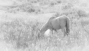 "Wild Horse b&w 4256"