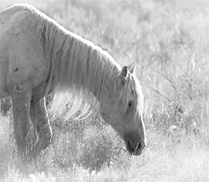 "Wild Horse b&w 4358"