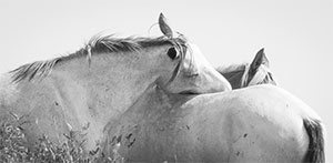 "Wild Horse b&w 4434"