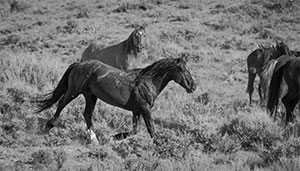 "Wild Horse b&w 9872"