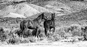 "Wild Horse b&w #0170"