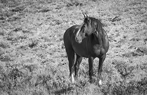 "Wild Horse b&w 9885"