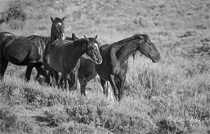 "Wild Horse b&w 9882"