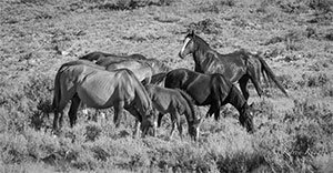 "Wild Horse b&w 9891"