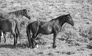 "Wild Horse b&w 9912"