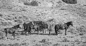 "Wild Horse b&w 9915"