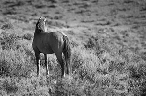 "Wild Horse b&w 9925"