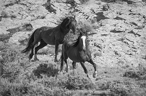 "Wild Horse b&w 9956"