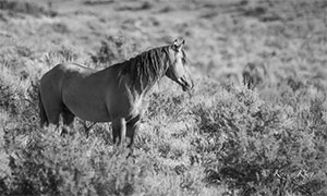 "Wild Horse b&w 9923"