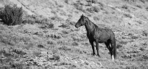 "Wild Horse b&w 9948"