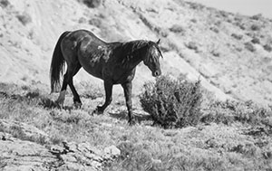 "Wild Horse b&w 9940"