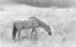 "Wild Horse b&w #4318"