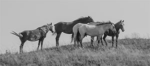 "Wild Horse b&w 4419"