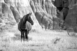 "Wild Horse b&w 4076"