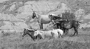 "Wild Horse b&w 4649"