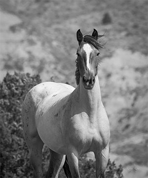 "Wild Horse b&w 4661"