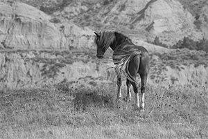 "Wild Horse b&w 4566"