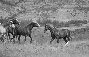 "Wild Horse b&w 4982"