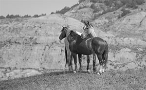 "Wild Horse b&w 4900"