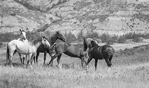 "Wild Horse b&w 4983"