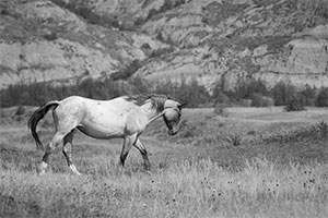 "Wild Horse b&w 4834"