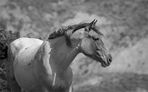 "Wild Horse b&w 4668"