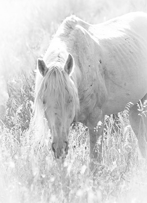 "Wild Horse b&w #4262"