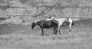 "Wild Horse b&w 5113"