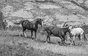 "Wild Horse b&w 5311"