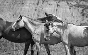 "Wild Horse b&w 5062"