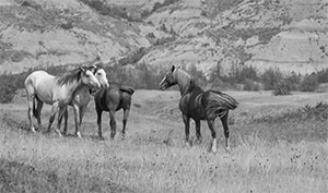 "Wild Horse b&w 5318"