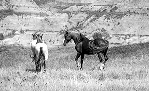 "Wild Horse b&w 5344"